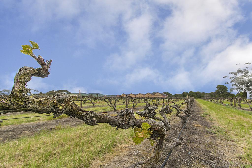 Barossa Vineyard Guesthouse Tanunda Exterior foto